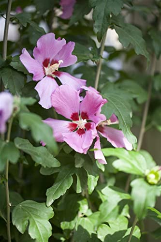 Hibiscus syriacus 'Woodbridge' ca. 9x9 cm Topf - Gartenhibiskus, rosa Blüten mit rotem Auge, Blütezeit Juli-September, ideal für Hecken, pflegeleicht und winterhart