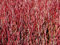 Weißbunter Hartriegel - Cornus alba Elegantissima Containerware - 60-100 cm - Garten von Ehren®