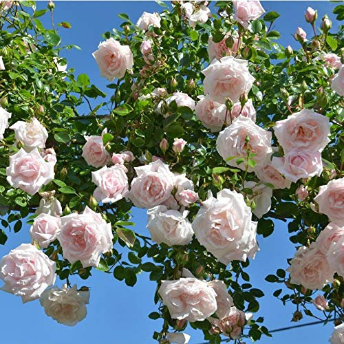 Garden Climbing Rose New Dawn in a 3.5 Litre Pot