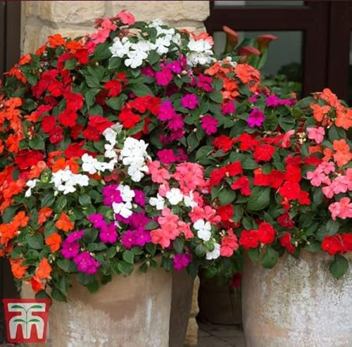 Busy Lizzie 'Beacon Mixed' F1 Hybrid Impatiens walleriana Tropical Colour Blooms Half-Hardy Annual Easy to Grow Your Own Garden Flower Plants 1x Pack Seed (Approx. 25 Seeds) by Thompson and Morgan