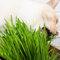Katzengras Samen Für Katzen, pflanzen für katzen Cat Grass Seeds, Katzengras Pflanze, balkonpflanzen winterhart kräutergarten balkon mini kräutergarten für drinnen pflanzensamen 200pcs