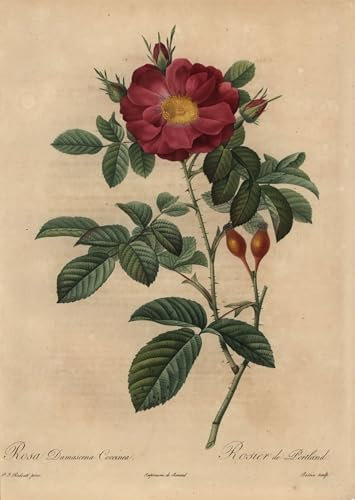 RZHRHJES Peinture Poster Peinture sur Toile d'Art Abstrait Tableau Rose de Damas écarlate Rosa Damascena par Pierre Redouté Tableaux sur Toile Pour les Décorations pour la Maison 60x90cm