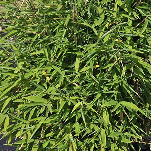 Umbrella Bamboo Plants 'Selection' Fargesia Arundinaria Sinarundinaria murielae Hardy Perennial Easy to Grow Your Own Tropical Garden Screen 1.5-Litre Potted Plant by Thompson and Morgan