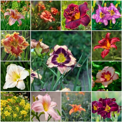 65 pcs taglilien set samen - balkonpflanzen winterhart,Hemerocallis fulva, bienenfreundliche blumensamen frühlingsblumen blumen geschenk balkonblumen hochbeett nachhaltige geschenke