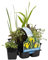 6 plantas nativas de estanque, zona 2 y 3, fácil cuidado, diámetro 9 cm, altura 15-25 cm