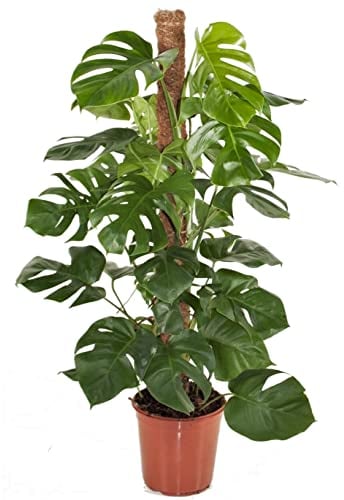 Plant in a Box - Monstera Deliciosa - Fensterblatt - Topf 24cm - Höhe 120-130cm