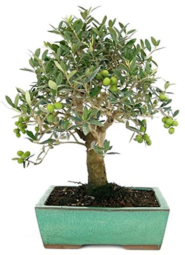 DECOALIVE Bonsái de Olivo Natural para Terraza o Jardín
