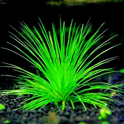 Sump Aquarium Pflanzensamen für schönes Garten Grün 2 100pcs