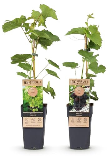 GreenboutiQ - Obstpflanze - Lila & Weiße Traube - Vitis vinifera Vanessa & Himrod - Kernlos - 2 Pflanzen - Topf 15cm Höhe 50cm