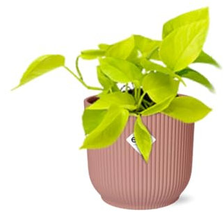 Epipremnum Pinnatum ‘Golden Pothos’ dans ELHO Vibes Fold Rose - 20cm - Ø14cm - Plante d'intérieur - Vert persistant