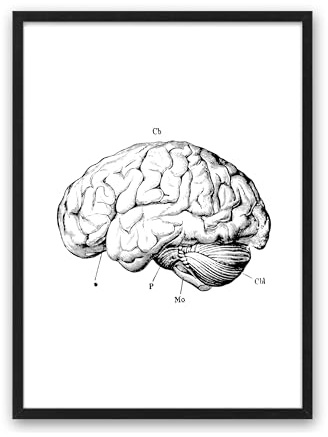 Din A4 Kunstdruck ohne Rahmen - Anatomie Gehirn Mensch Schautafel Medizin Arzt Druck Poster Bild