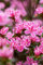 Rhododendron obtusum 'Kermesina Rose' 15-20 cm - Azalee, rosafarbene Blüten, Blütezeit April-Mai, ideal für Kübel und Rabatten, winterhart und pflegeleicht