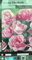 PLANTA TREPADORA NATURAL ROSAL QUEEN ELIZABETH M20 180CM PARA EXTERIOR FLOR COLOR ROSA