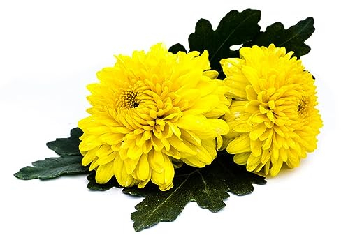 600 Pcs Chrysanthemen Pflanzen Samen, Bienenwohl, Exotische Zimmerpflanzen Chrysanthemen Winterhart, Hochbeet Samen, Zimmerpflanzen Samen Pflanzensamen, Kletterpflanzen Winterhart