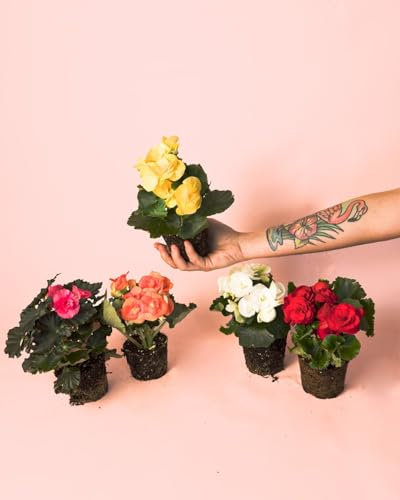 Begonia Eliator Mix Mini | Planta Natural | Pur Plant
