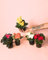 Begonia Eliator Mix Mini | Planta Natural | Pur Plant