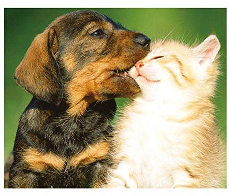 Yingxin34 Puzzle für Erwachsene und Kinder Großes 2000-teiliges Puzzle Hund und Katze Lernspiel Spielzeug Geschenk für Teenager und Familie 70x100cm