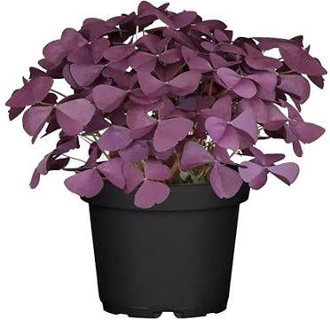 Trébol de la Suerte o la Fortuna Natural Oxalis Triangularis Hierba de Exterior o Interior
