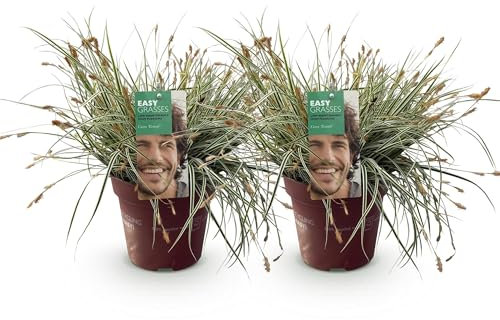 Green boutiQ - Ziergräser - Carex oshimensis Everest - Weiß und Grün - 2 Pflanzen - Immergrün - Wenig Pflege - Topf 17cm Höhe 50cm
