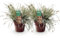 Green boutiQ - Ziergräser - Carex oshimensis Everest - Weiß und Grün - 2 Pflanzen - Immergrün - Wenig Pflege - Topf 17cm Höhe 50cm