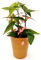 POWERS TO FLOWERS - BEGONIA TAMAYA, CORALLINA, TAMAIA, IN VASO CERAMICA ORO, pianta vera