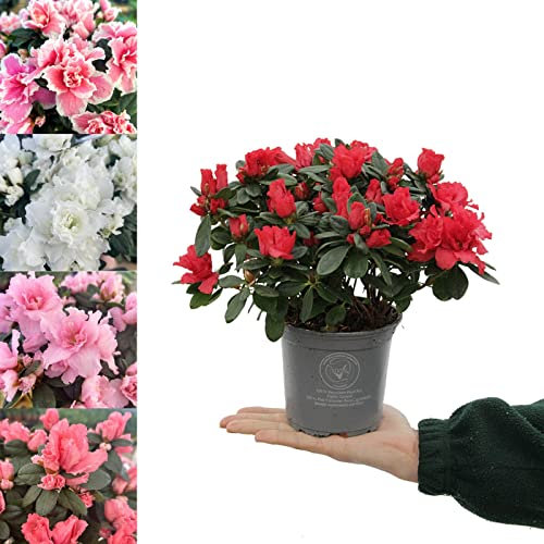 Azalea Simsii - Indoor Plant in 12cm Pot - Grows 2 Metres in Height - Lovely Ruffled Petals (1 Plant)