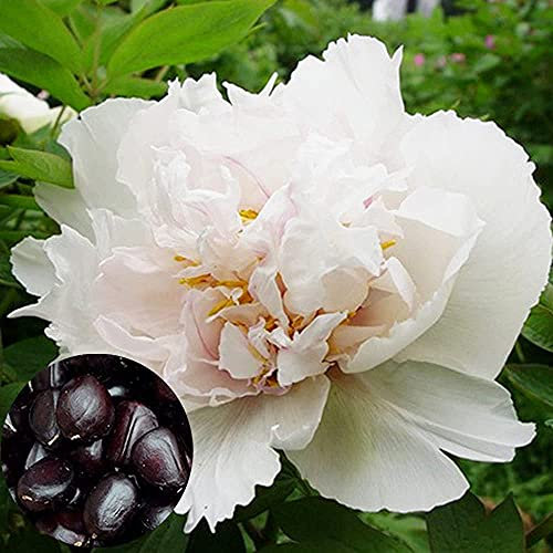 Bassa Manutenzione Facile Sopravvivere Piantare In Serra Adatta Crea Un'atmosfera Elegante Diversa 20 Pezzi Accattivanti Semi Di Peonia Bianca:Seeds