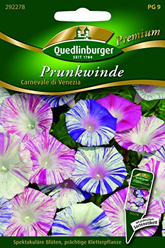 Winde Prunk- Carnevale di Vene QLB Premium Saatgut Kletterpflanze