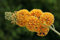 Portal Cool X weyeriana Sun - Buddleia, Schmetlingsst, In 9cm Topf