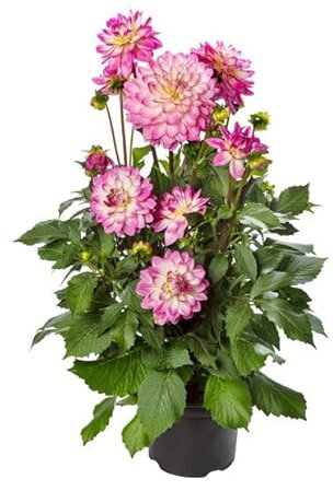 Dalia - Planta Primavera de Exterior - Planta Natural Ideal para Principiantes