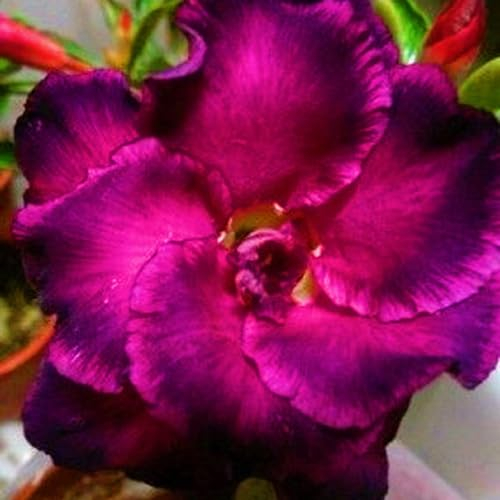 WüStenrosenknolle-Winterhart MehrjäHrig,Adenium Obesum Pflanze,WüStenrose Pflanze,Wüstenrose Pflanze Im Topf,WüStenrose Kaufen,Wüstenrose Rhizome,Bonsai-Pflanzen-1knolle-a