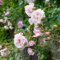 50 semi New Dawn Rose Vigoroso più profumato giardino domestico di DIY Bush Yard Flower così speciale spedizione gratuita:Seeds