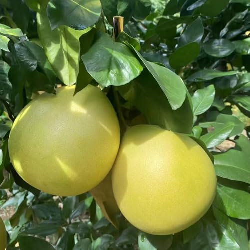 obstbäume samen, obst samen Kaufen pflanzen für draußen bäume, stämmchen winterhart Seltene Pflanzen Serie, pflanzensamen, bonsai baum samen Zierbaum alte sorten, obstbaum exotische 50pcs