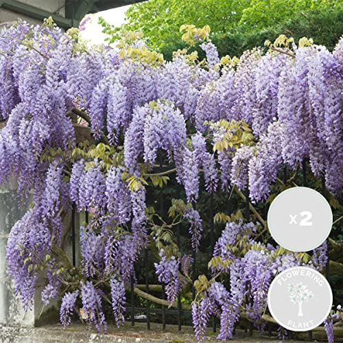 2x Wisteria Prolific – Wisteria – Creeper – Pflegeleicht – ⌀15 cm – 60-70 cm