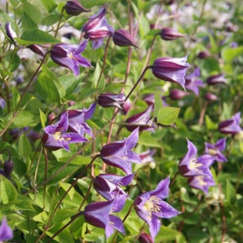 Clematis 'Prince William' – Stunning Tulip-Shaped Climbing Plant with Maroon and Violet Flowers, Yellow Stamens, Blooms July to September, Perfect for Gardens - 7cm Pot x1 by Thompson and Morgan