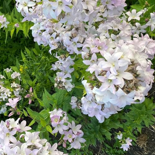 6 x Campanule à fleurs laiteuses 'Alba' - Campanula Lactiflora - Godet 9x9cm - Fleurs blanches, élégantes