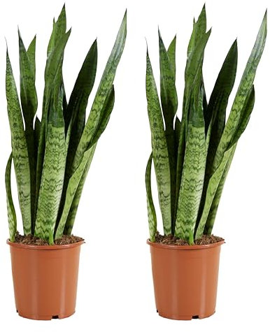 Bloomique - 2er Set - Sansevieria Zeylanica - Bogenhanf - Sukkulenten - Zimmerpflanzen - Sehr Pflegeleicht - Höhe 80-100 cm - Topf 21 cm