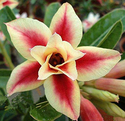 2PC Got Desert. 100% real Desert Rose Seed Pot Seed Air Purification, Ornamental Garden Family, Bonsai Terrace Rare Flow, 14: Seeds Only