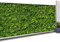 IDMarket - Brise Vue occultant 1,8 x 10 M imprimé Feuillage 160 GR/m²