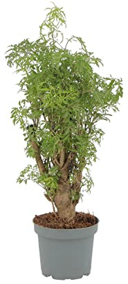 KENTIS - Polyscias Fruticosa 'Ming' - Aralia Poliscia - Piante Vere da Interno - Pianta Ornamentale - H 35-45 cm Vaso Ø 12 cm