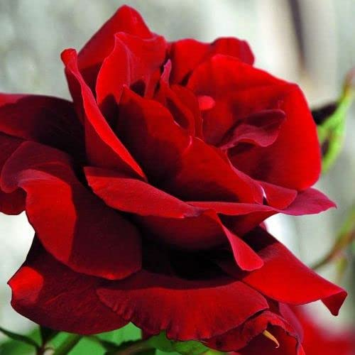 2x Kletterrose 'Santana' - Kordes klimroos - Plant-o-fix -Topf