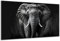 DARO Design - Wand-Bild auf 6mm HDF 84x56 cm Elefant Portrait schwarz weiß - Wand-Deko Bilder Geschenk