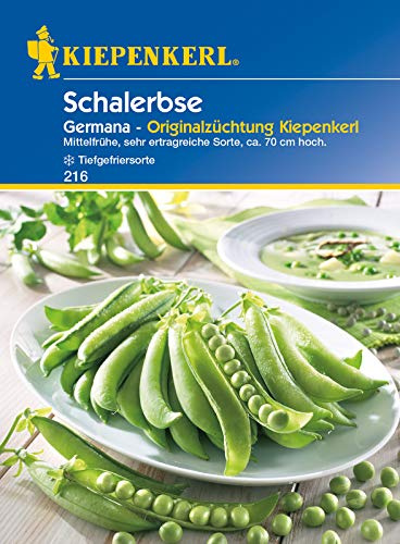Schalerbse Germana, mittelfrühe grünkörnige Schalerbse mit gesundem dunklem Laub, sehr ertragreich