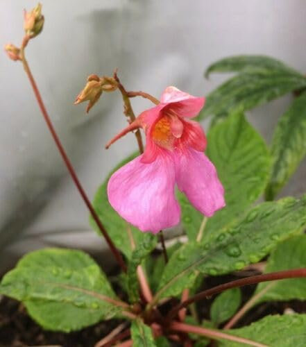 Impatiens flanaganae |9cm Potted Plant | Hardy Perennial