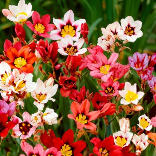 Sparaxis Tricolor Pflanzen Kollektion - 50 Zwiebeln – Blumenzwiebeln