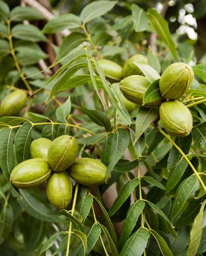 Pianta di Noce Pecan 'Cheyenne' Carya Illinoensis innestata - in vaso Ø 19 cm h. 180/200 cm