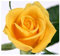 Exotic Plants Rose gelb - 10 Samen