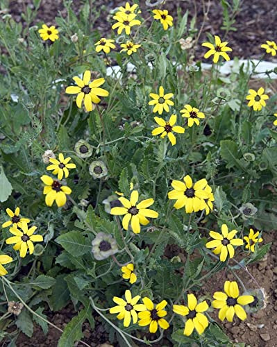 Schokoladenblume 10 Samen
