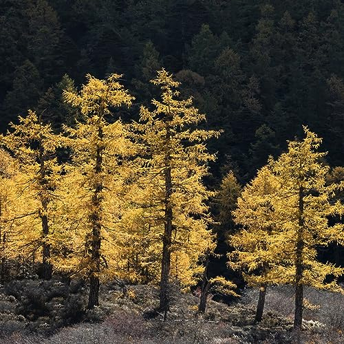 10 pcs mammutbaum bonsai samen - zimmerpflanze,Sequoiadendron giganteum, pflanzen garten bonsai bäumchen kaufen deko pflanzen praktische geschenke pflanztöpfe