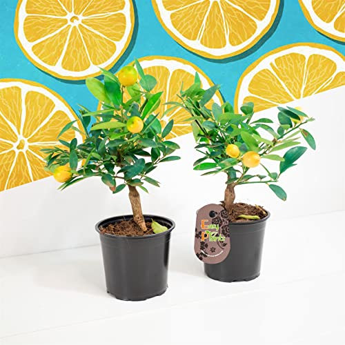 2 Standing Scent Lemon Juicy Healthy Citrus Fruit Tree in 12cm Pot Indoor House Plant